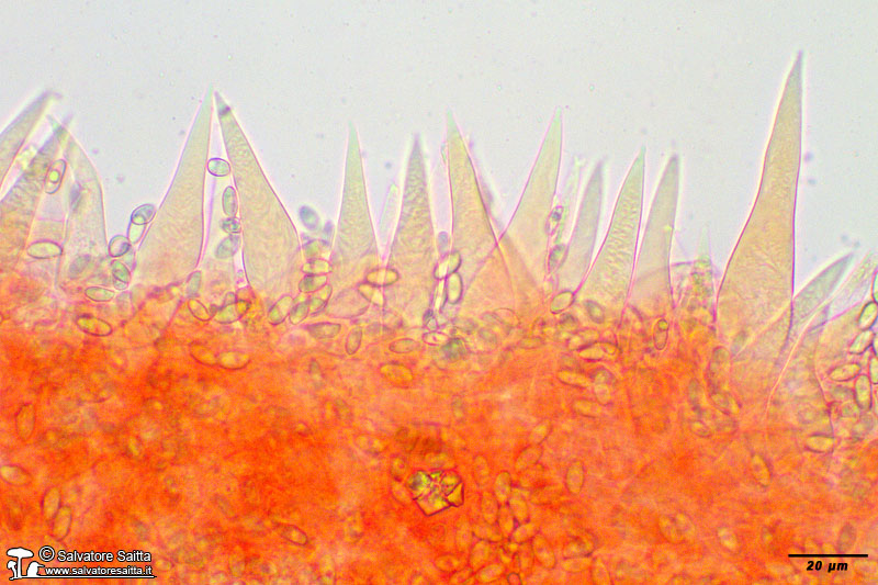 Macrocystidia cucumis cheilocistidi foto 1