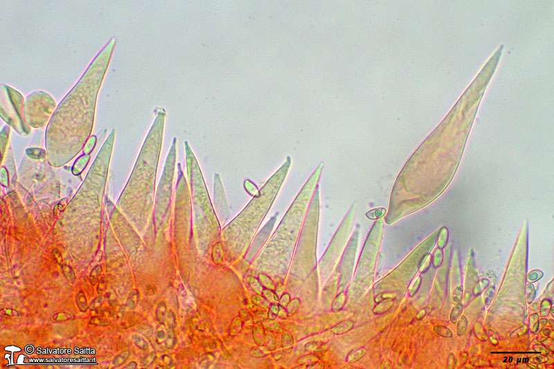 Macrocystidia cucumis cheilocistidi foto 2