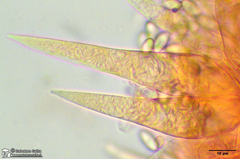 Macrocystidia cucumis cheilocistidi foto 3