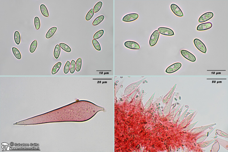 Macrocystidia cucumis microscopia foto