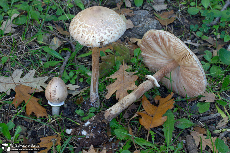 Macrolepiota mastoidea foto 1