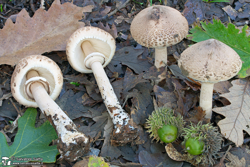 Macrolepiota mastoidea foto 2