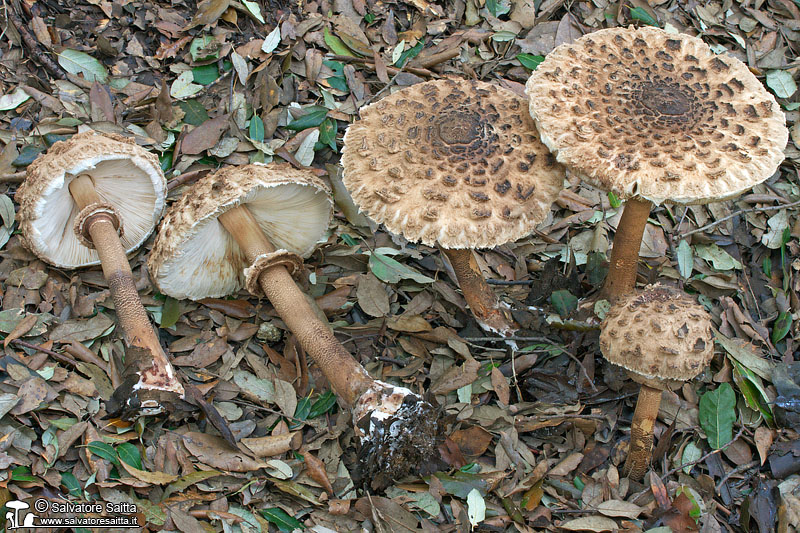 Macrolepiota procera foto 3