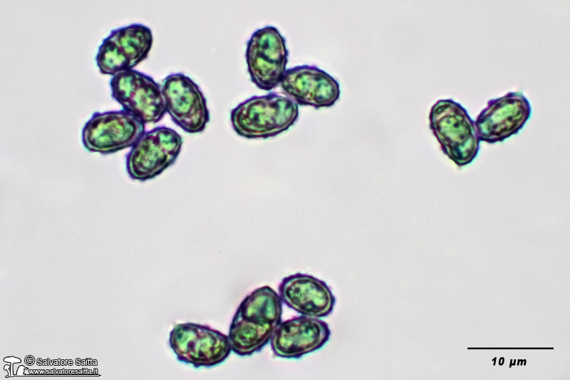 Melanoleuca friesii spore foto 1