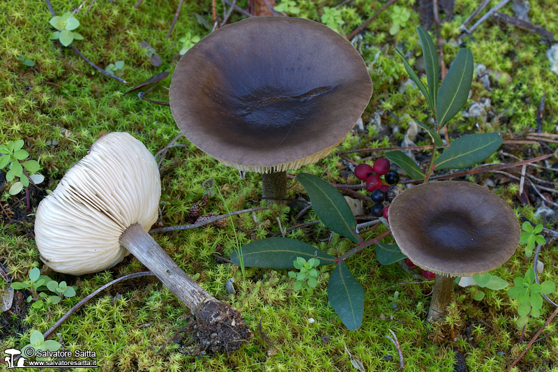 Melanoleuca polioleuca foto 2