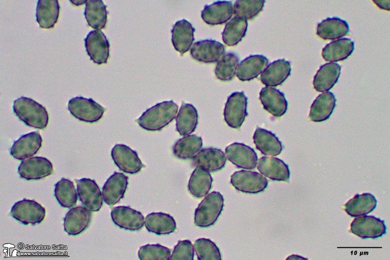 Melanoleuca polioleuca spore foto 2