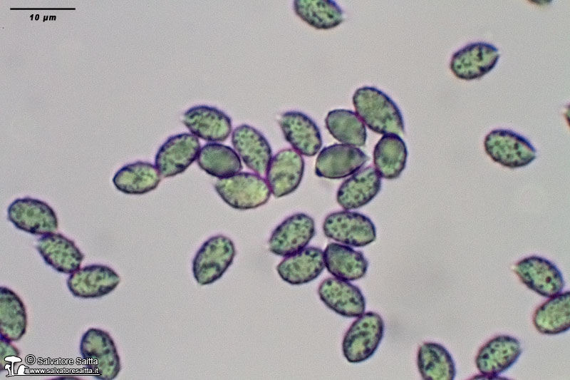 Melanoleuca polioleuca spore foto 3