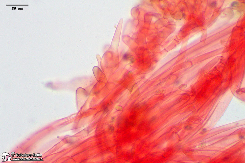 Melanoleuca polioleuca caulocistidi foto 2