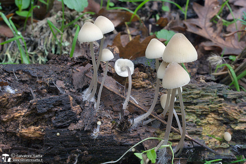 Mycena arcangeliana foto 1