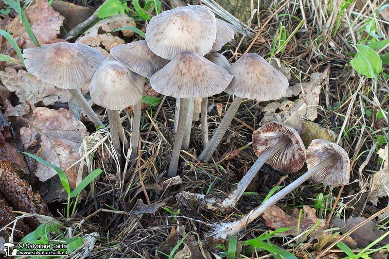 Mycena polygramma foto 1