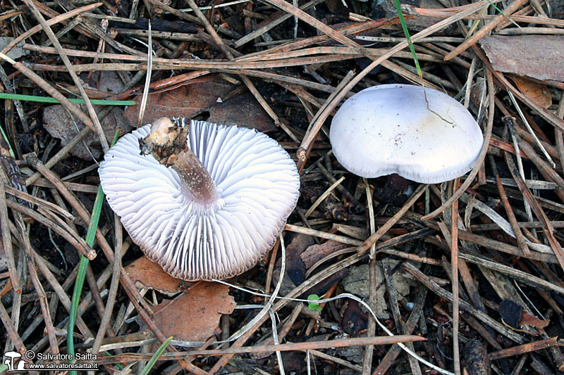 Mycena pura foto 1