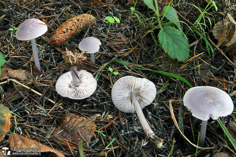 Mycena pura foto 2