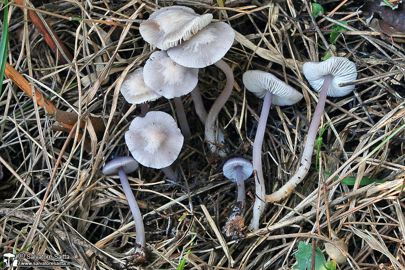 Mycena pura foto 3