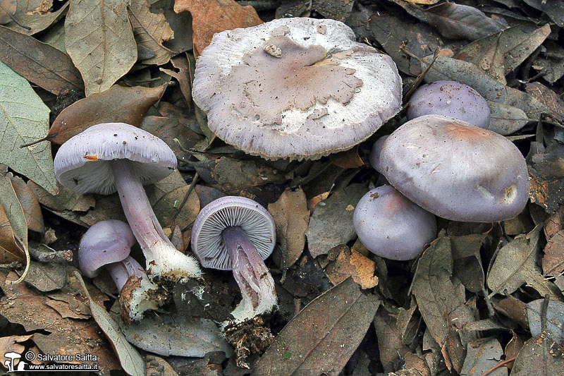 Mycena pura foto 4