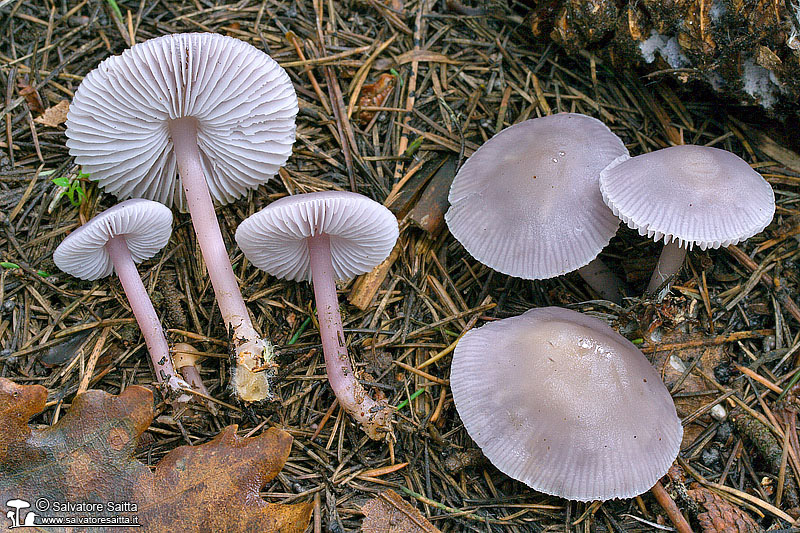 Mycena pura foto 5