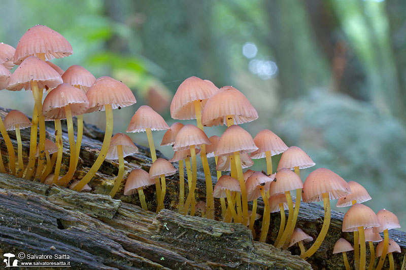 Mycena renati foto 1