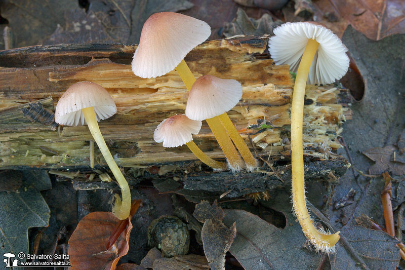 Mycena renati foto 2