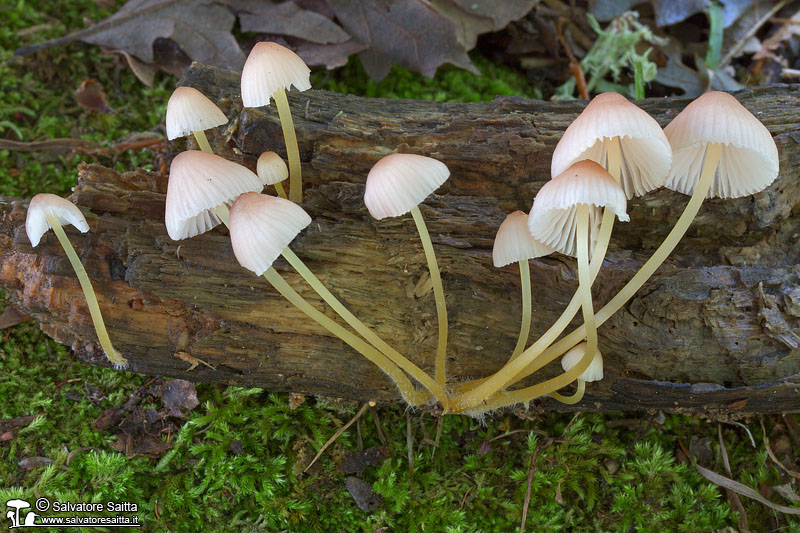 Mycena renati foto 3