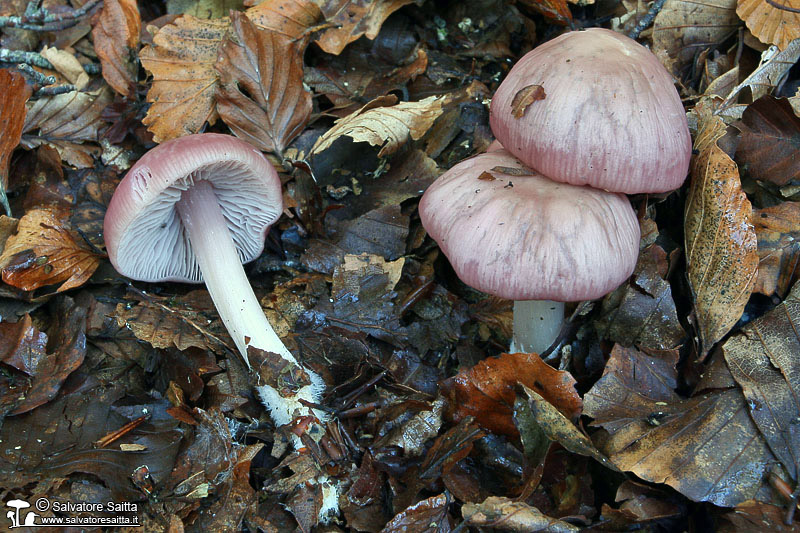 Mycena rosea foto 1