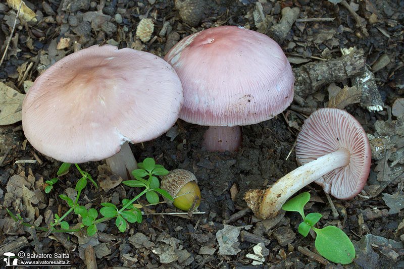 Mycena rosea foto 3