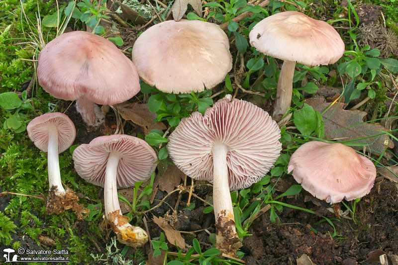 Mycena rosea foto 4