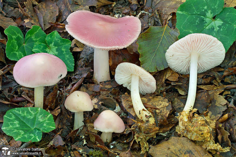 Mycena rosea foto 5