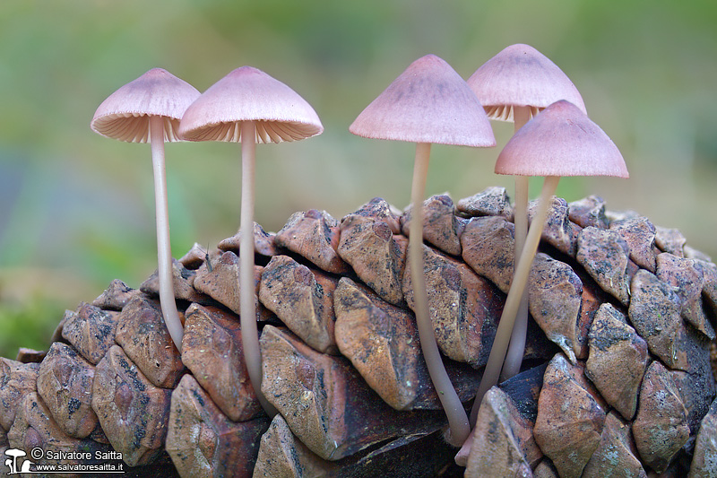 Mycena seynii foto 2