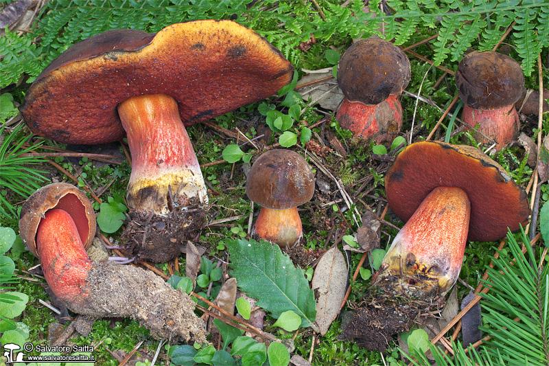 Neoboletus praestigiator foto 6