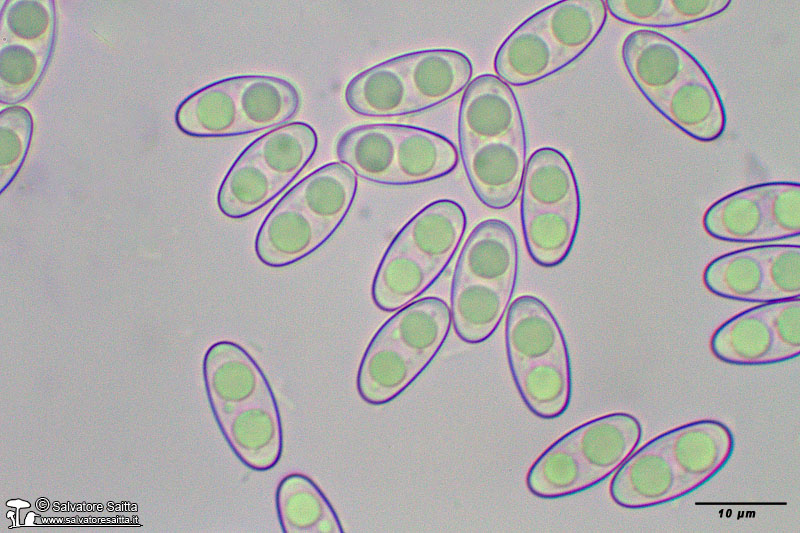 Otidea bufonia spore foto 1