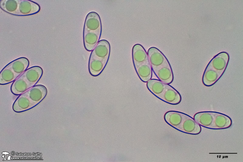 Otidea bufonia spore foto 2