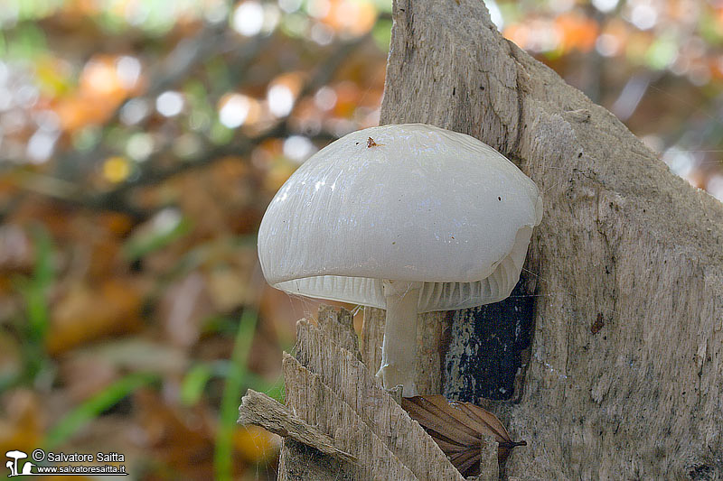 Oudemansiella mucida foto 2