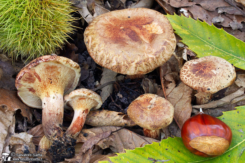 Paxillus ammoniavirescens foto 1