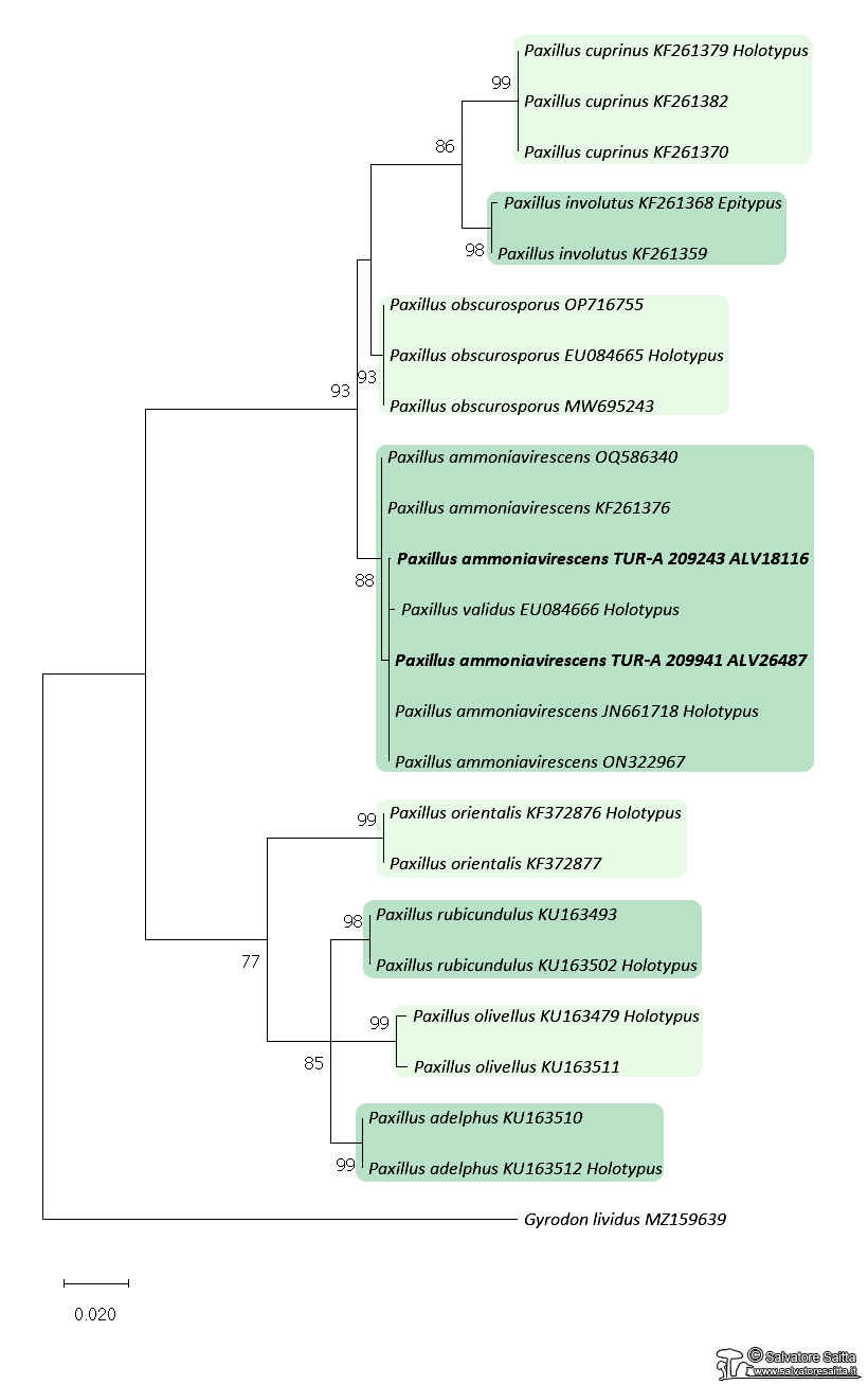 Paxillus ammoniavirescens albero filogenetico ITS