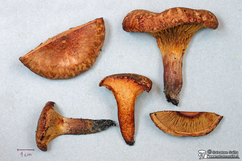 Paxillus ammoniavirescens foto 1