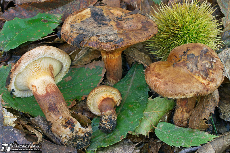 Paxillus ammoniavirescens foto 2