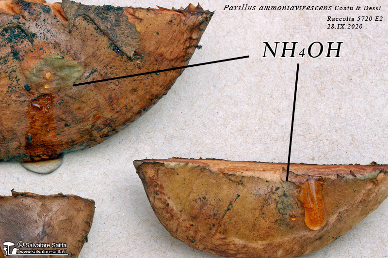 Paxillus ammoniavirescens reazione all'ammoniaca