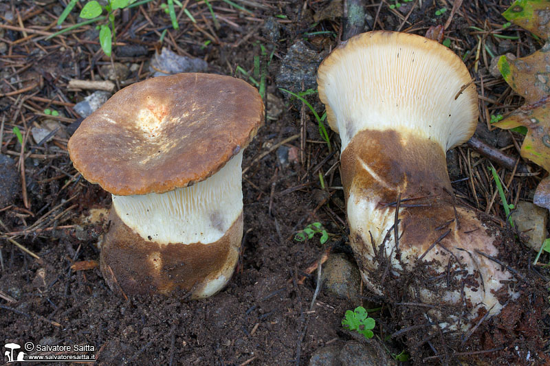 Paxillus atrotomentosus foto 1