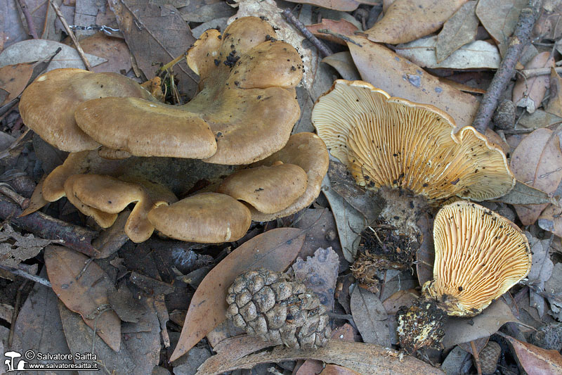 Paxillus panuoides foto 1