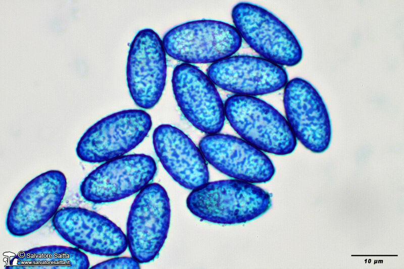 Peziza phyllogena spore foto 2