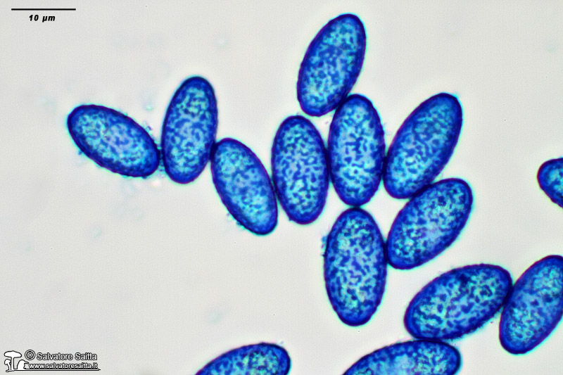 Peziza phyllogena spore foto 3