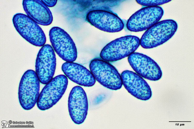 Peziza phyllogena spore foto 4