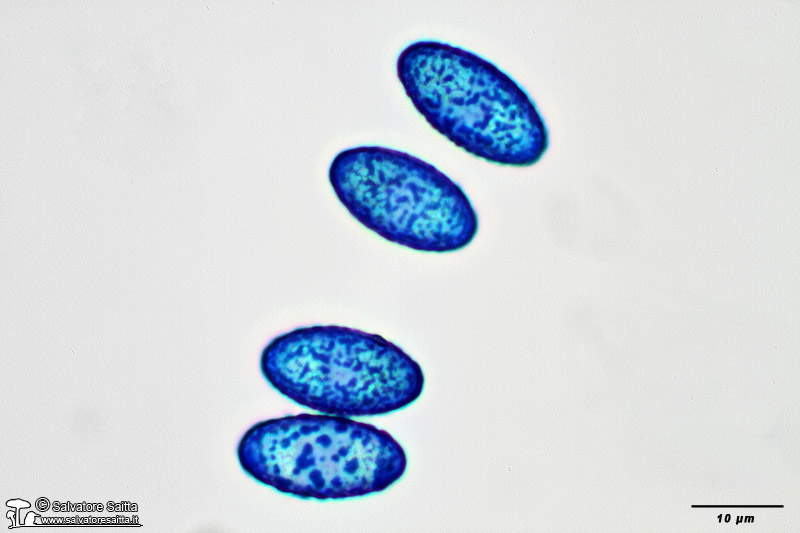 Peziza phyllogena spore foto 5