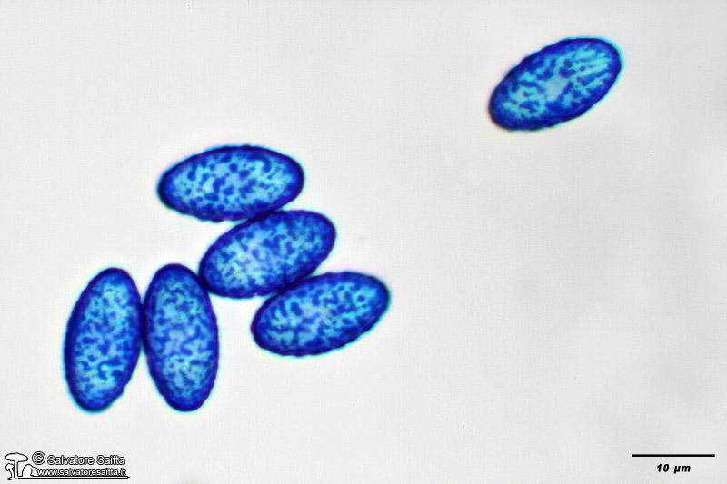 Peziza phyllogena spore foto 6