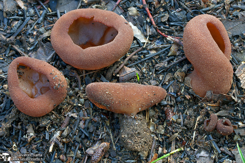 Peziza saccardoana foto 1