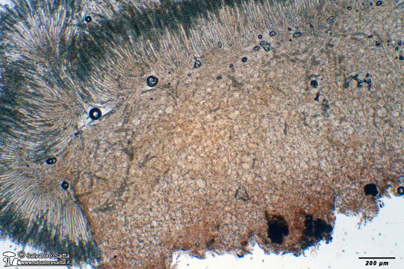 Peziza saccardoana excipulum foto 1