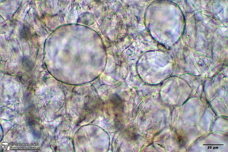 Peziza saccardoana excipulum foto 5