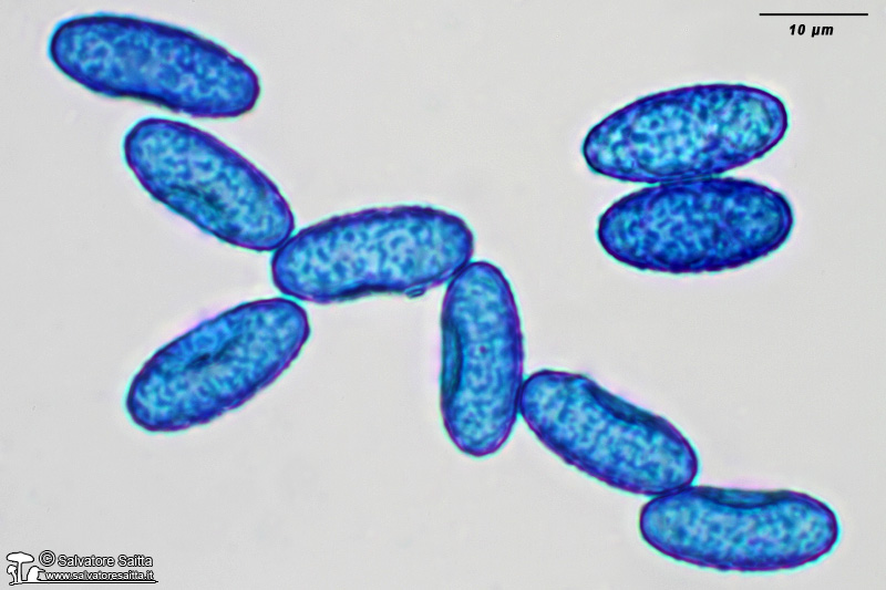 Peziza succosella spore foto 1