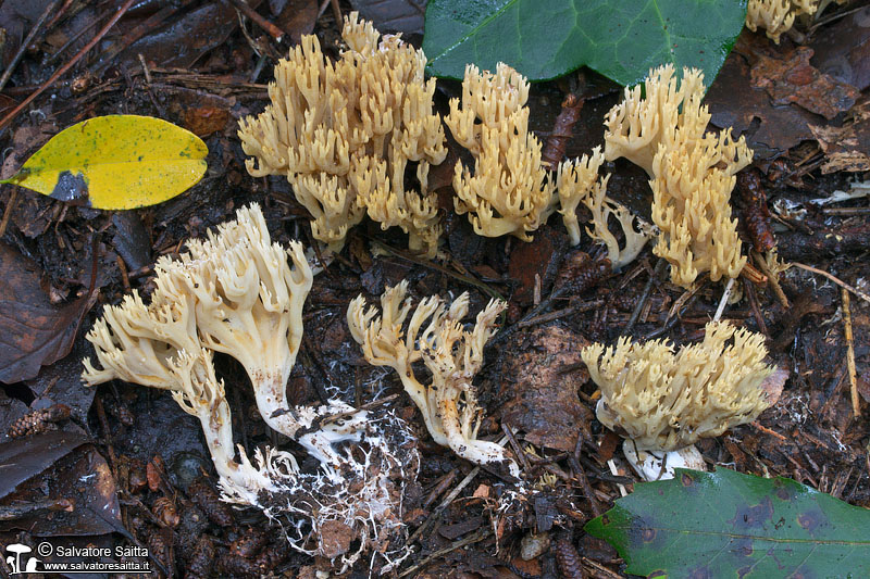 Phaeoclavulina carovinacea foto 1