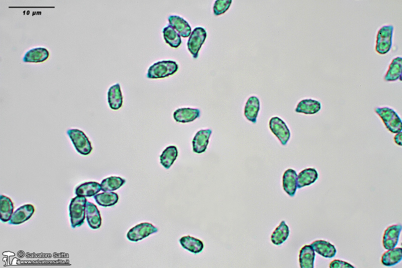 Phaeoclavulina carovinacea spore foto 1