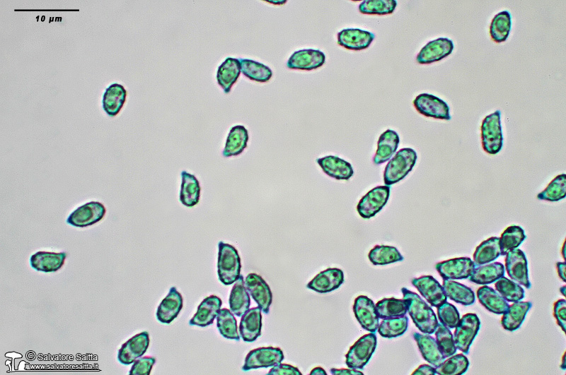 Phaeoclavulina carovinacea spore foto 2